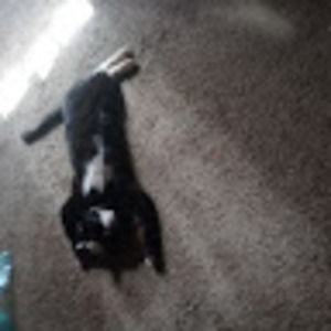 Meet your Posher, Rose